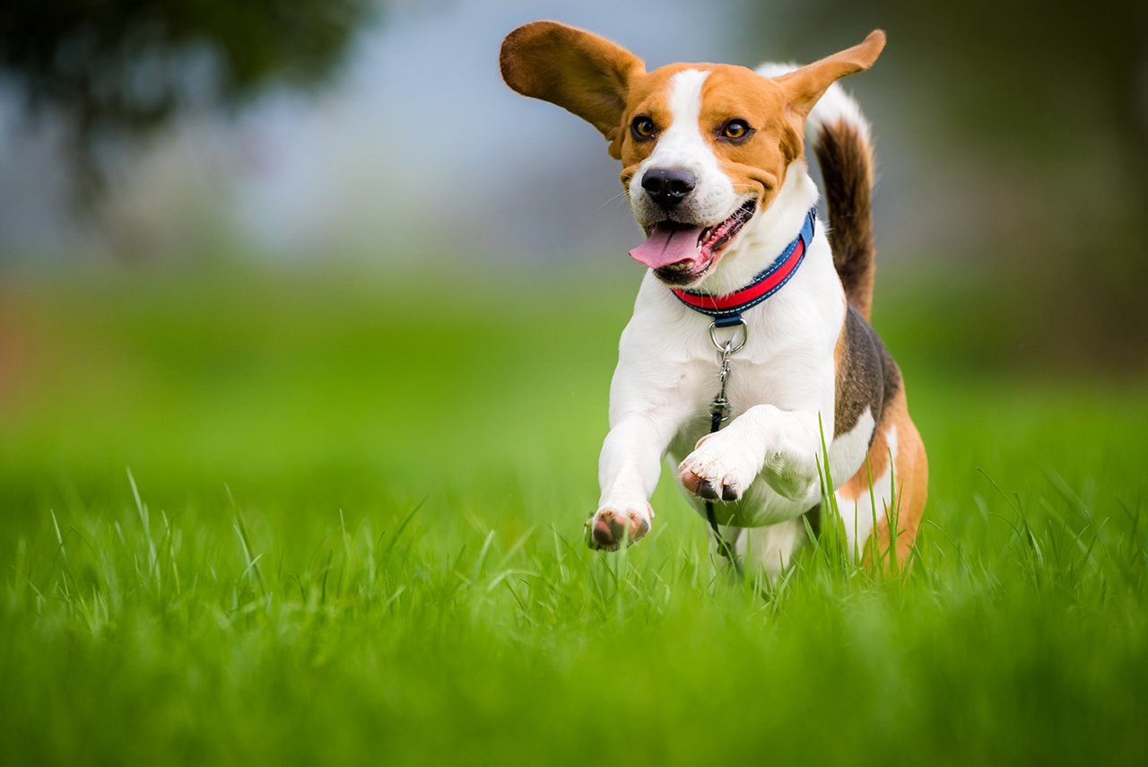 Beagle-dog-running-on-a-meadow